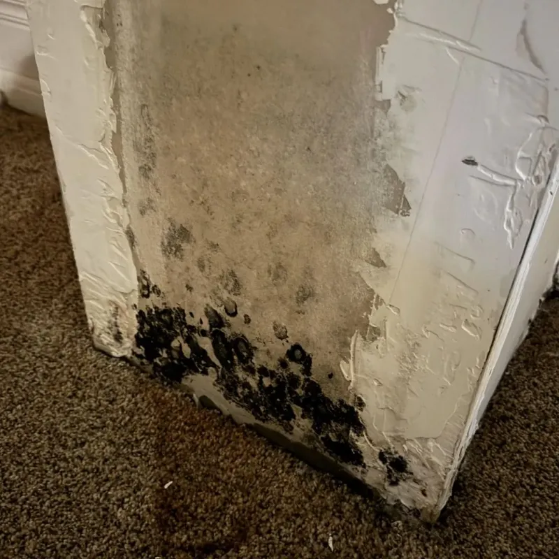 Professional Mold Removal in Palo Alto County, IA